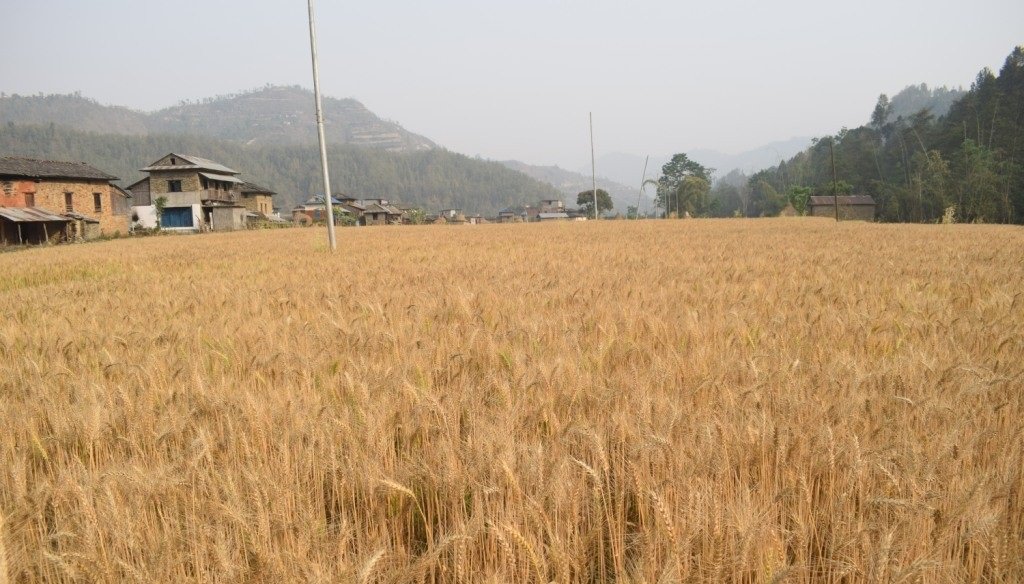 मौसम प्रतिकूल हुँदा गहुँ उत्पादनमा २० प्रतिशत गिरावट